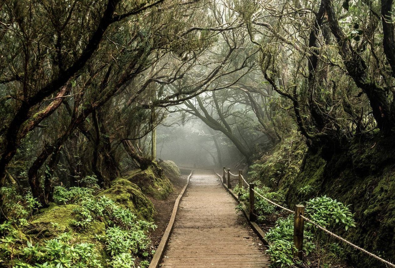 A misty wooden path through an ancient laurel forest